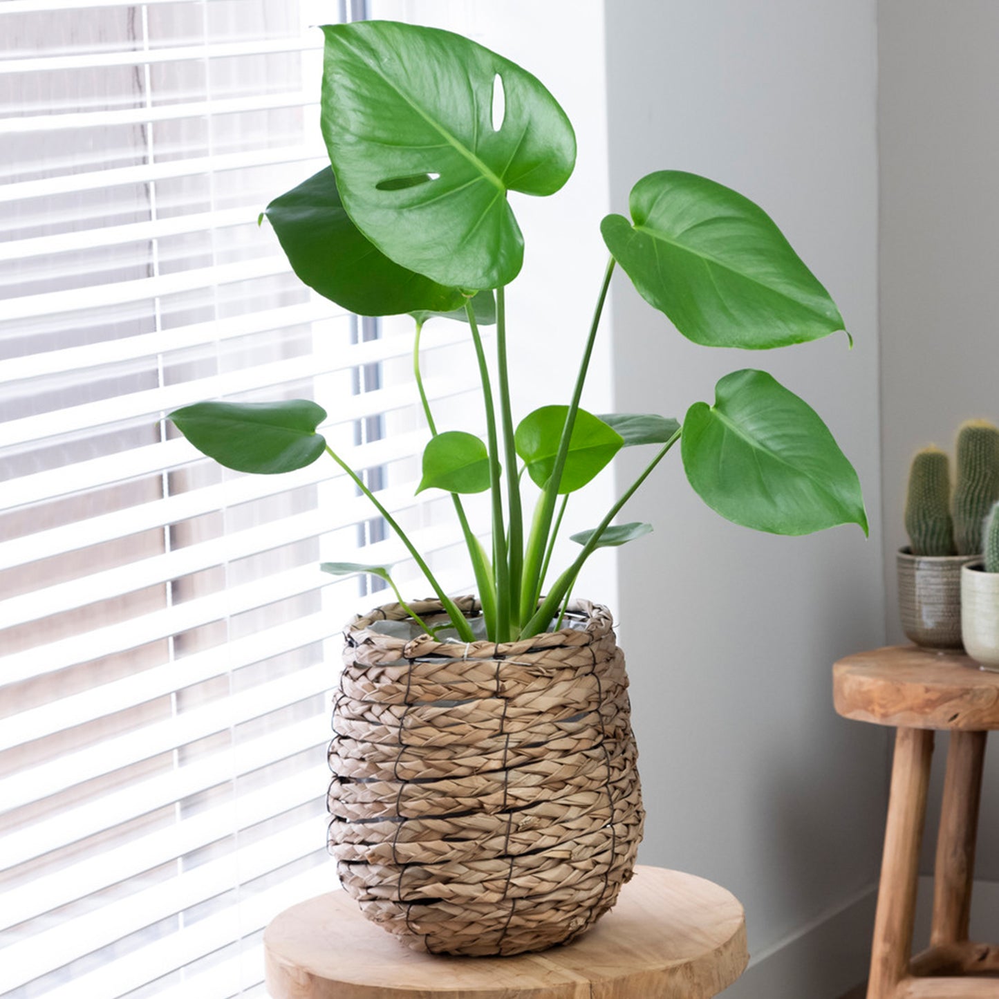 Monstera Deliciosa (14cm) V1