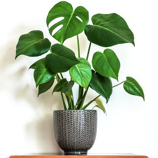 Monstera Deliciosa (14cm) V3