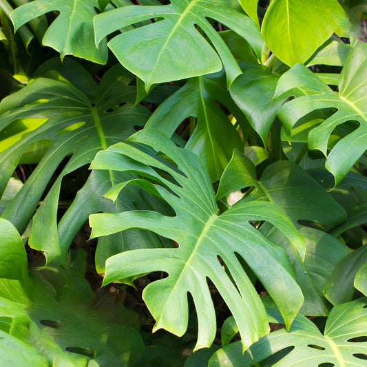 Monstera Deliciosa (14cm) V4
