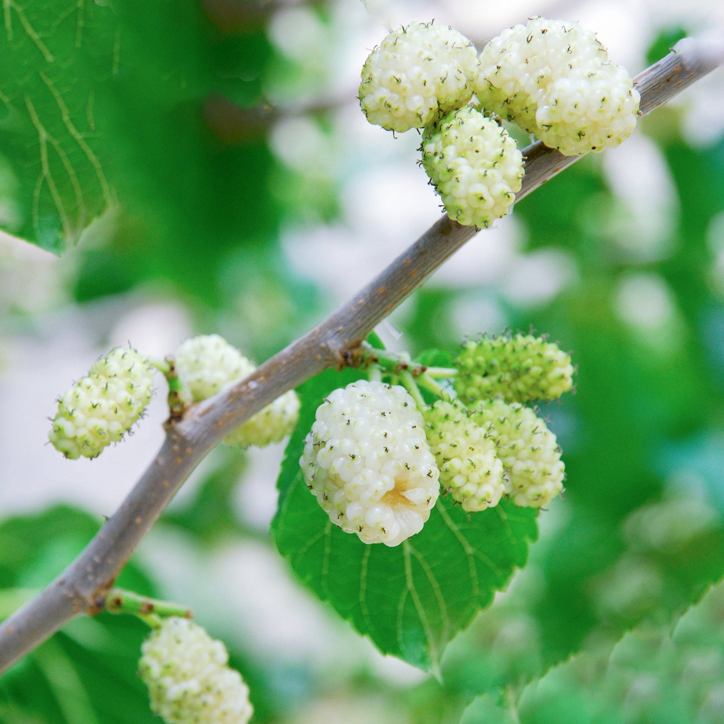 Morus alba (10L, 5-6ft)