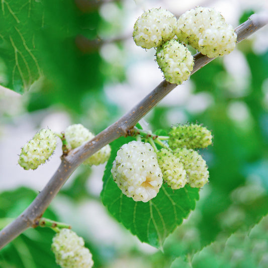 Morus alba (10L, 5-6ft)