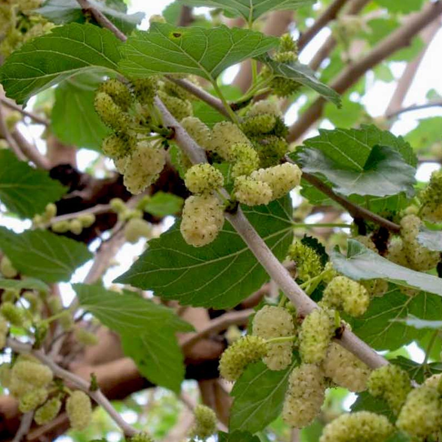 Morus alba (10L, 5-6ft)