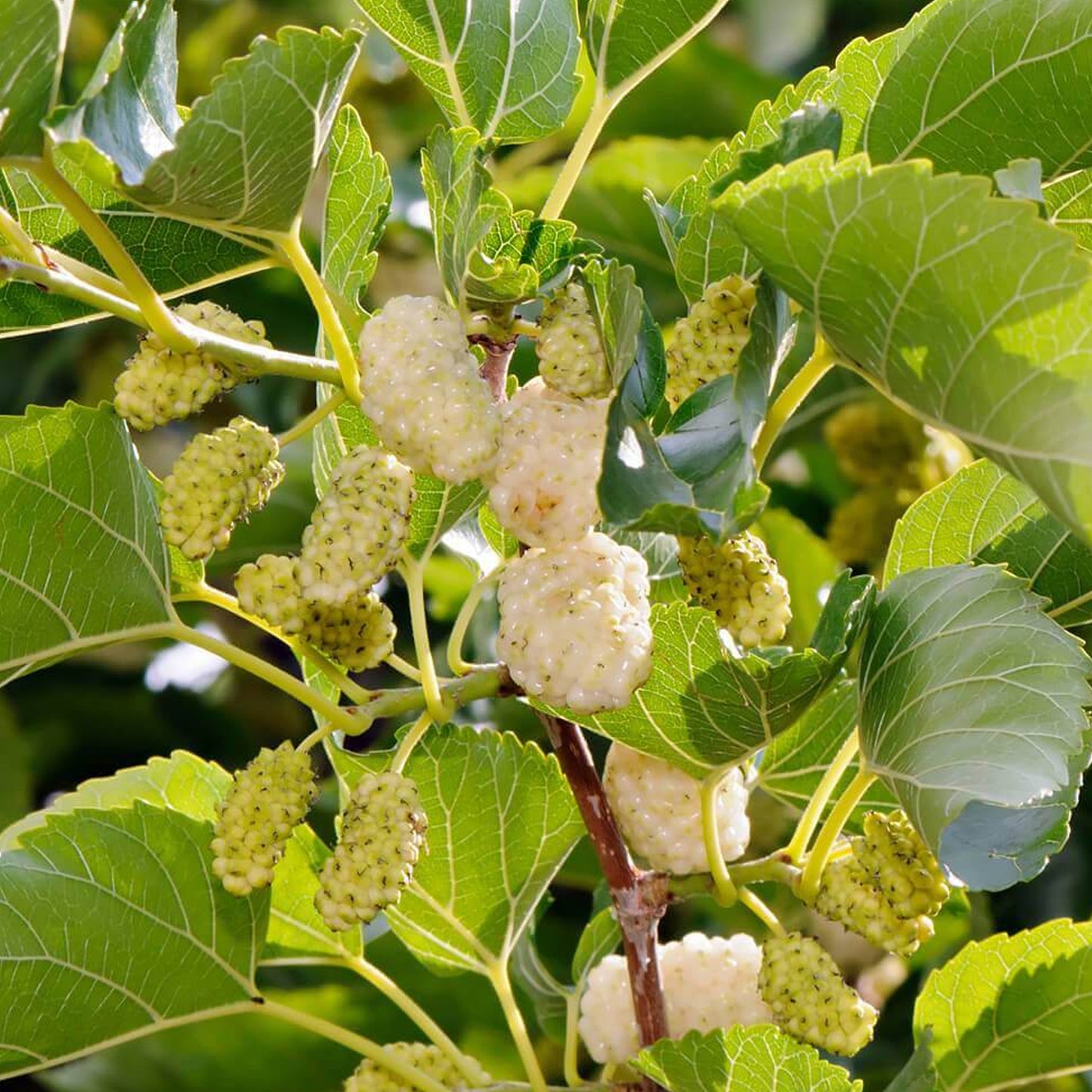 Morus alba (10L, 5-6ft)