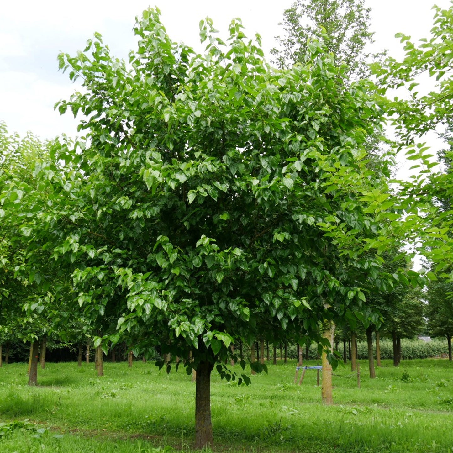 Morus alba (10L, 5-6ft)