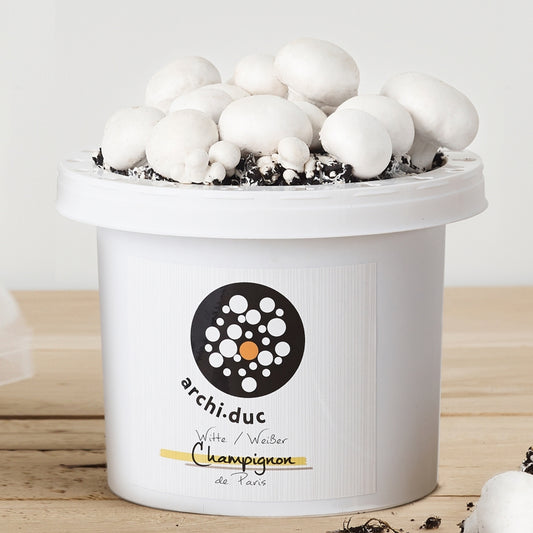 Mushroom Kit - White Button V3