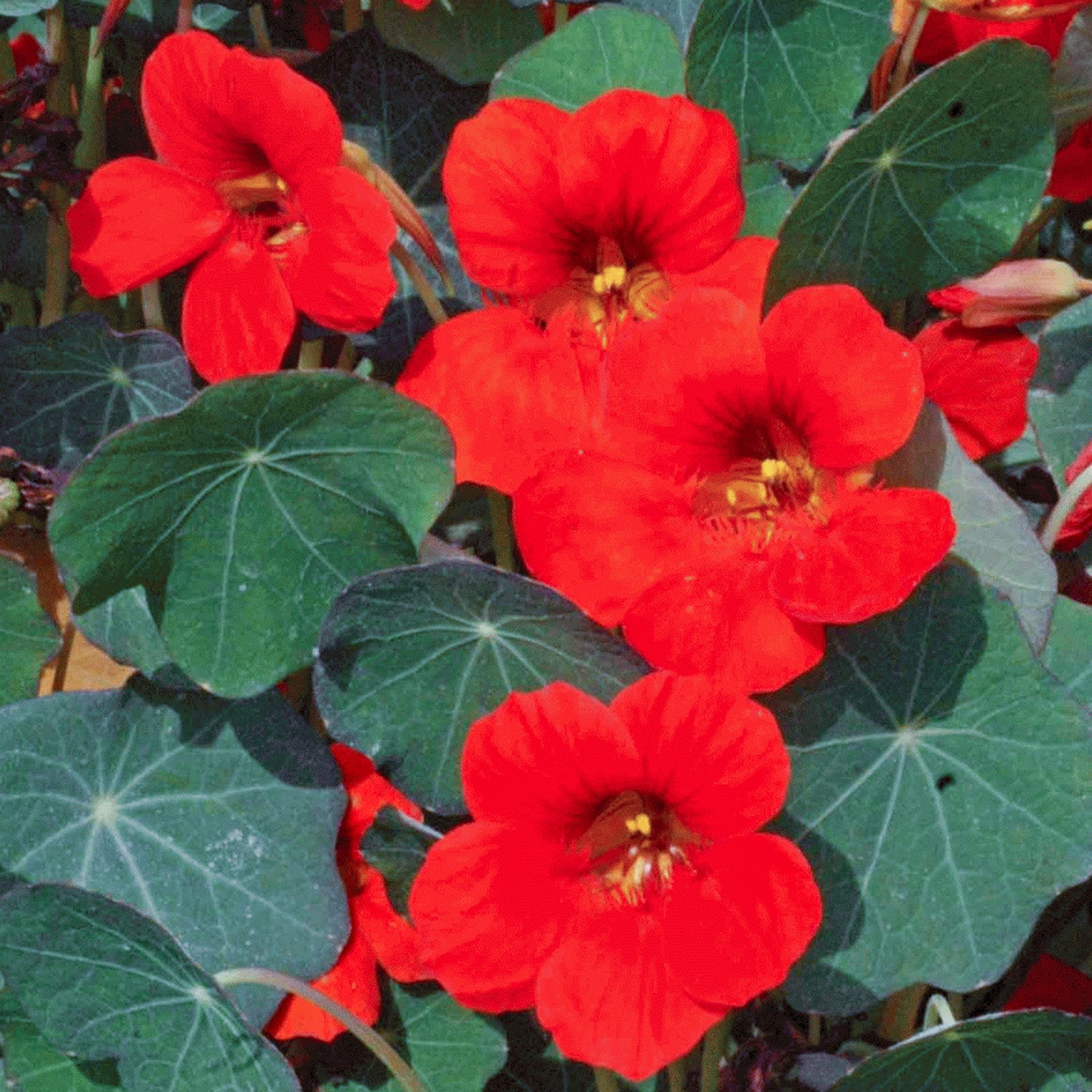 Bedding Plants - Nasturtium Empress of India (9cm, Pack of 3)