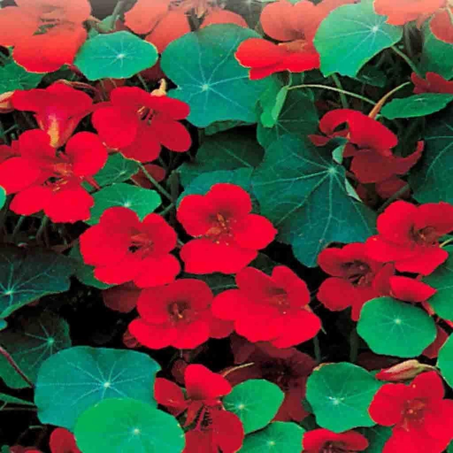 Bedding Plants - Nasturtium Empress of India (9cm, Pack of 3)