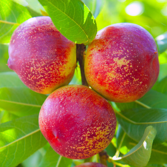 Betula Pendula Purpurea (10L, 5-6ft)