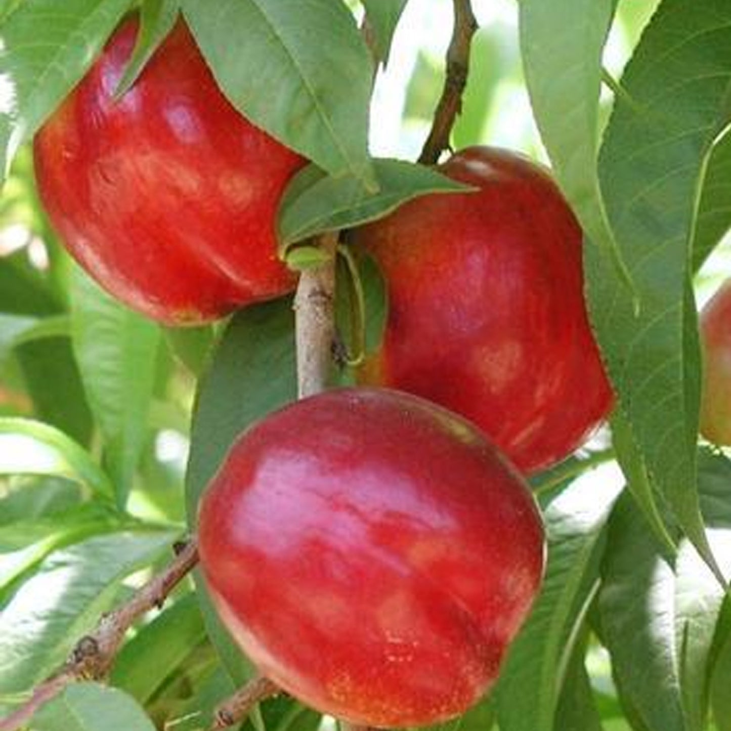 Betula Pendula Purpurea (10L, 5-6ft)