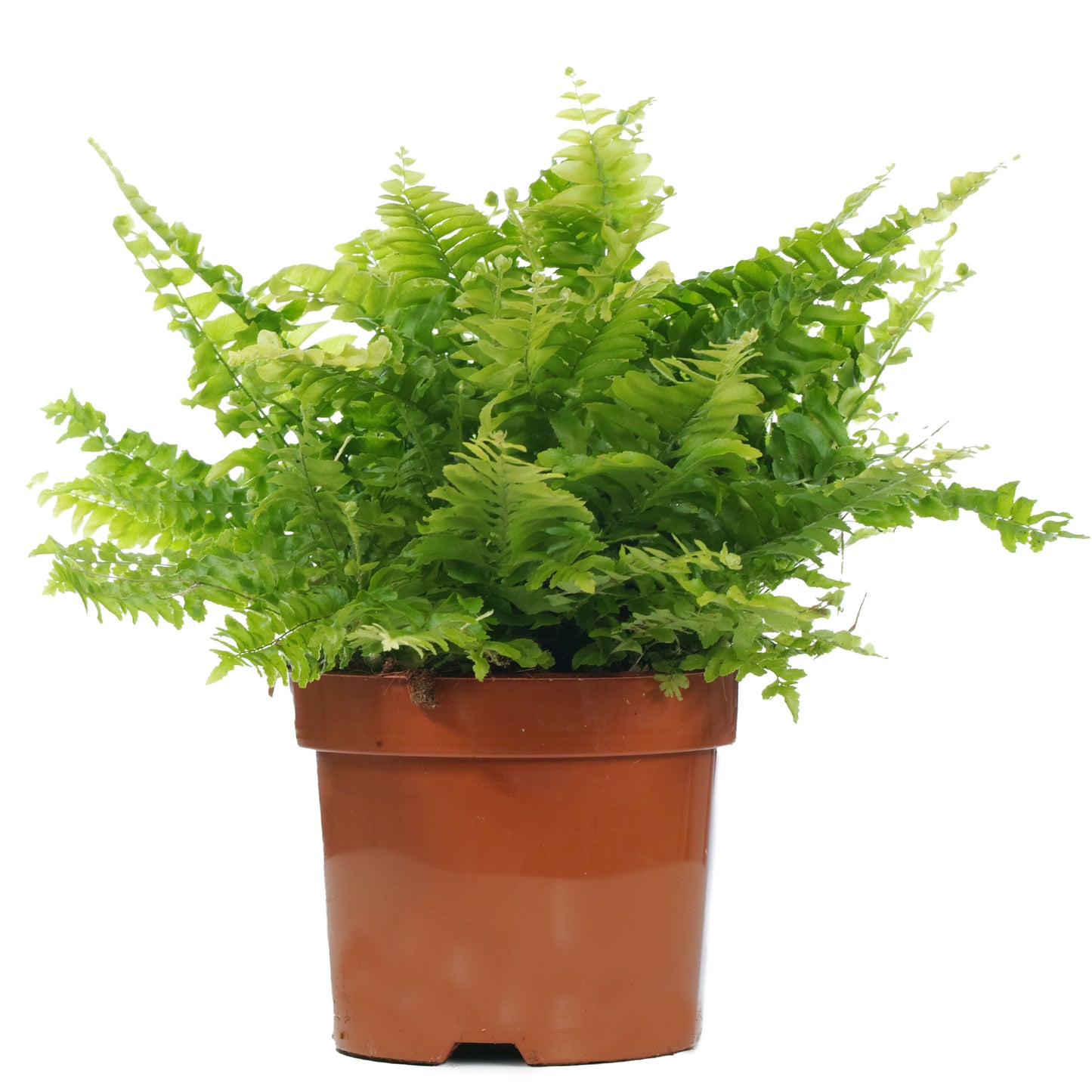 Nephrolepis Boston Fern (12cm) V1