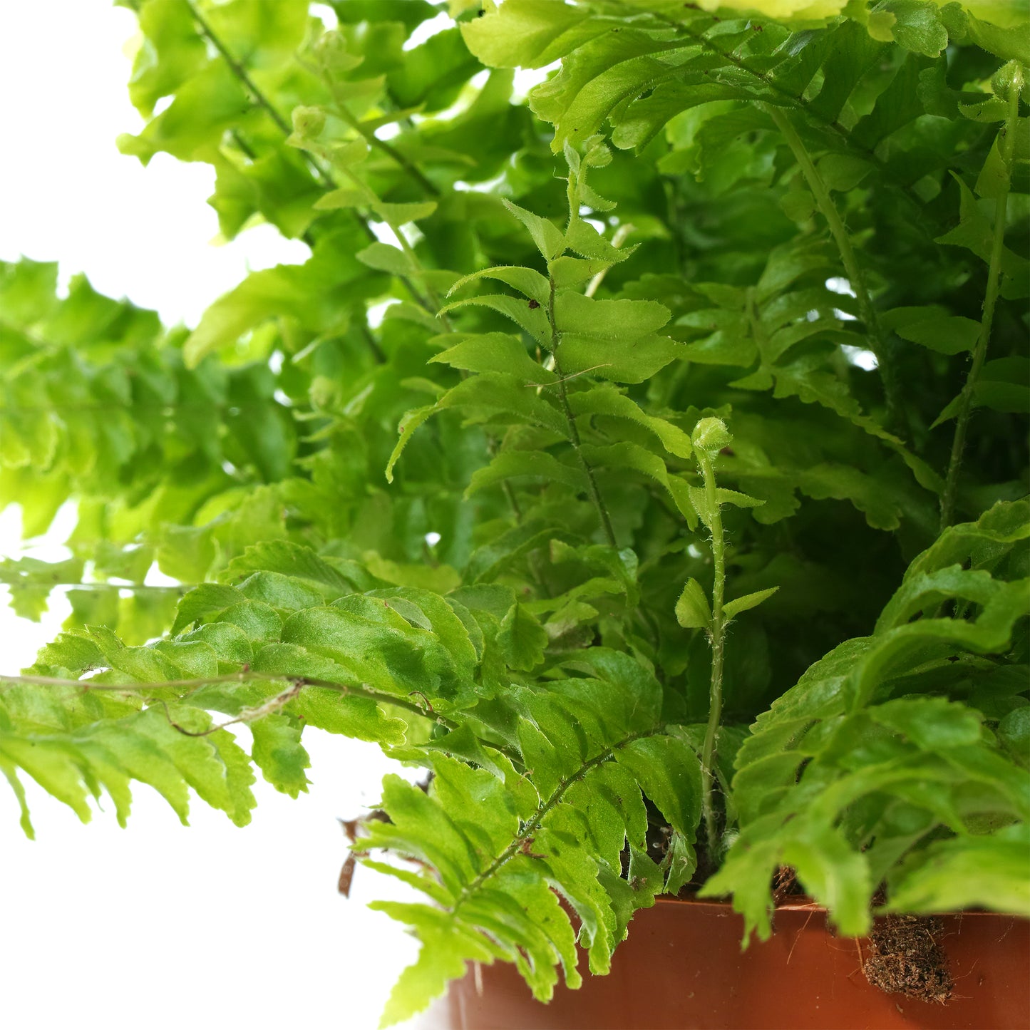 Nephrolepis Boston Fern (12cm) V3