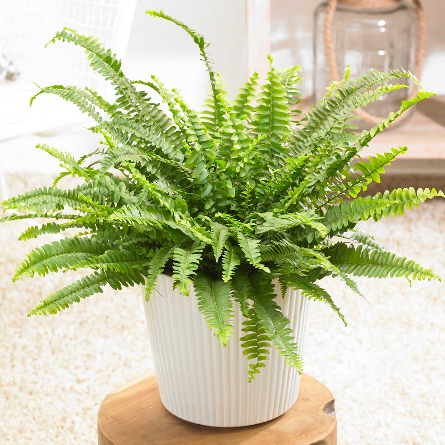 Nephrolepis Boston Fern (12cm) V11