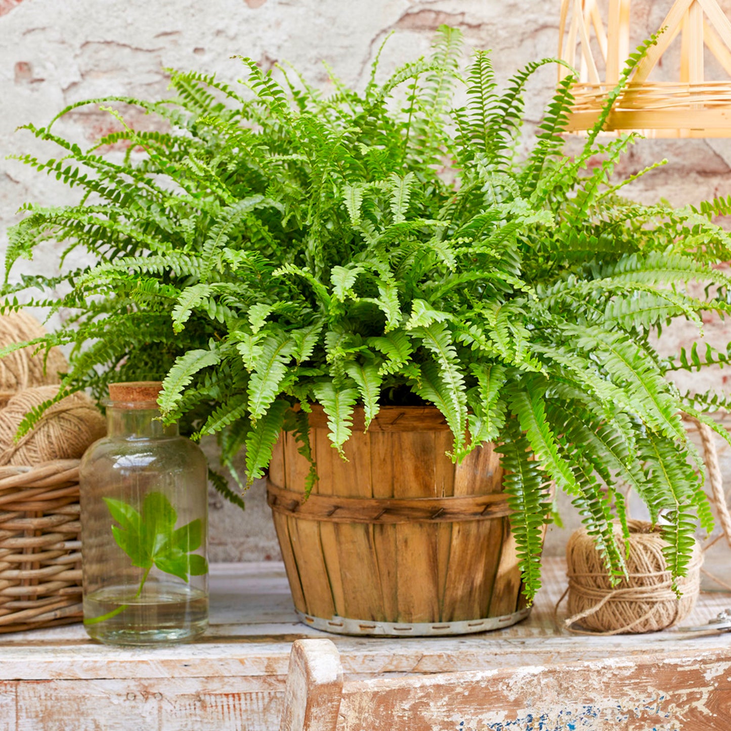 Nephrolepis Boston Fern (12cm) V9