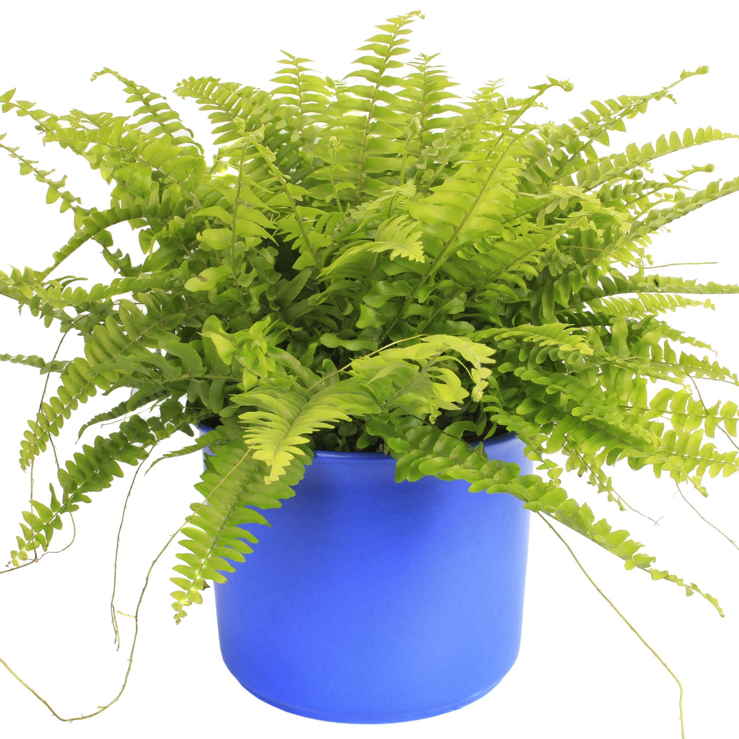 Nephrolepis Boston Fern (12cm) V3