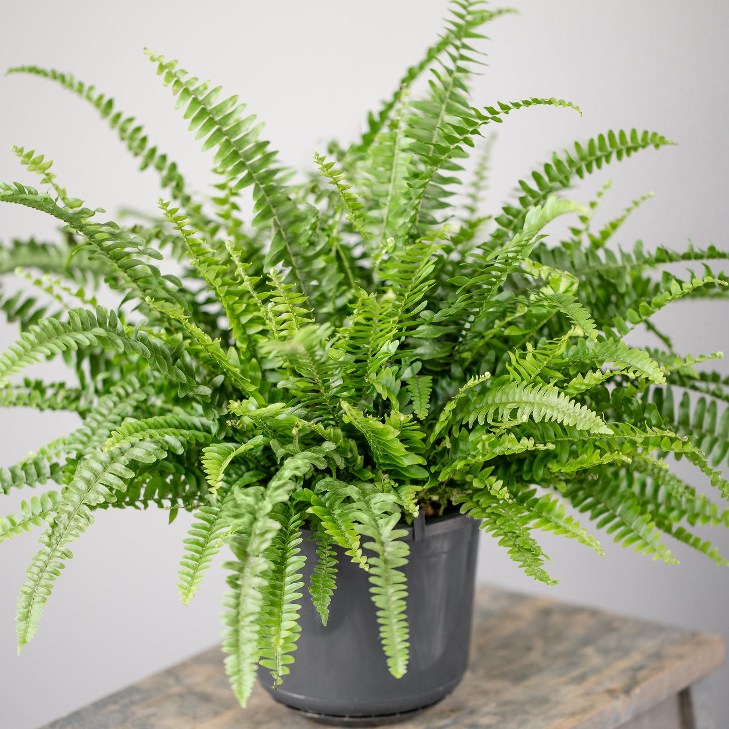 Nephrolepis Boston Fern (12cm) V4