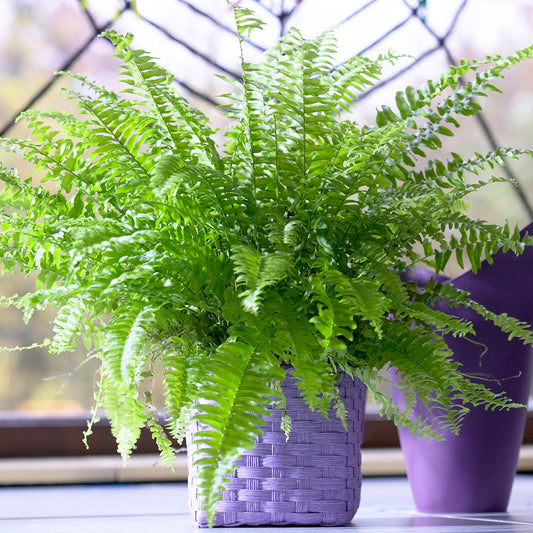 Nephrolepis Boston Fern (12cm) V5
