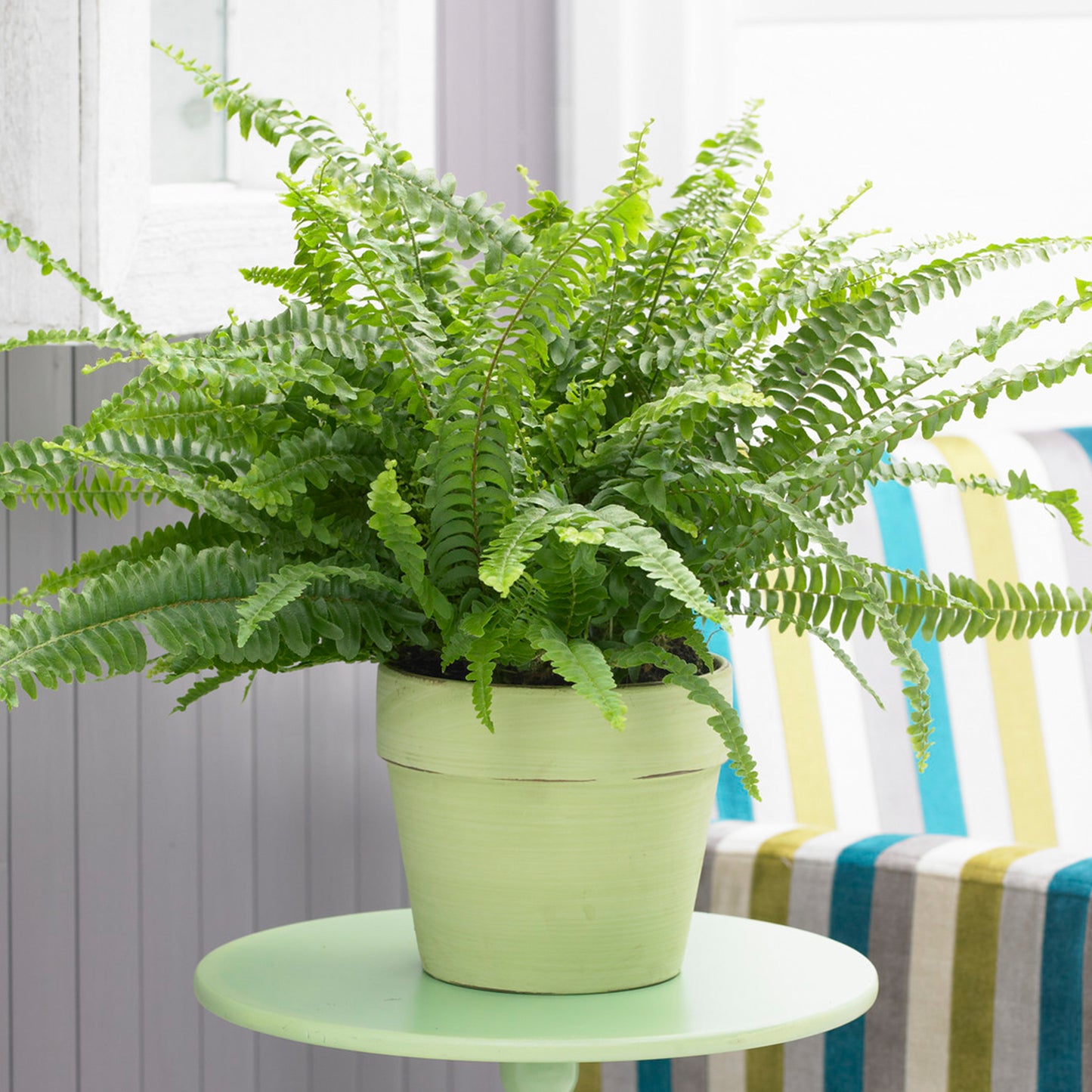 Nephrolepis Boston Fern (12cm) V8