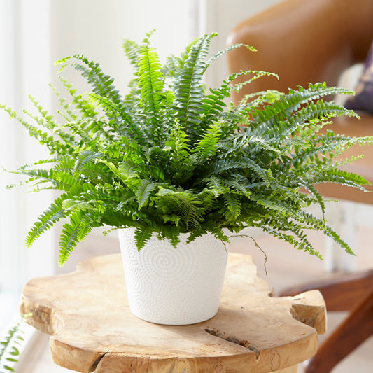 Nephrolepis Boston Fern (12cm) V10