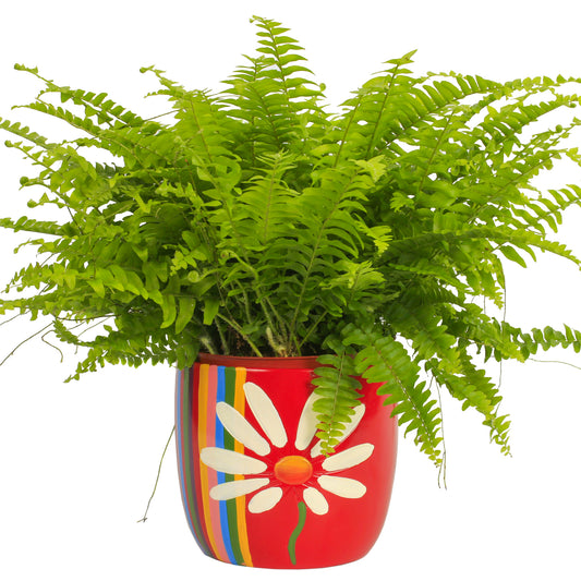 Nephrolepis Boston Fern (12cm) V2