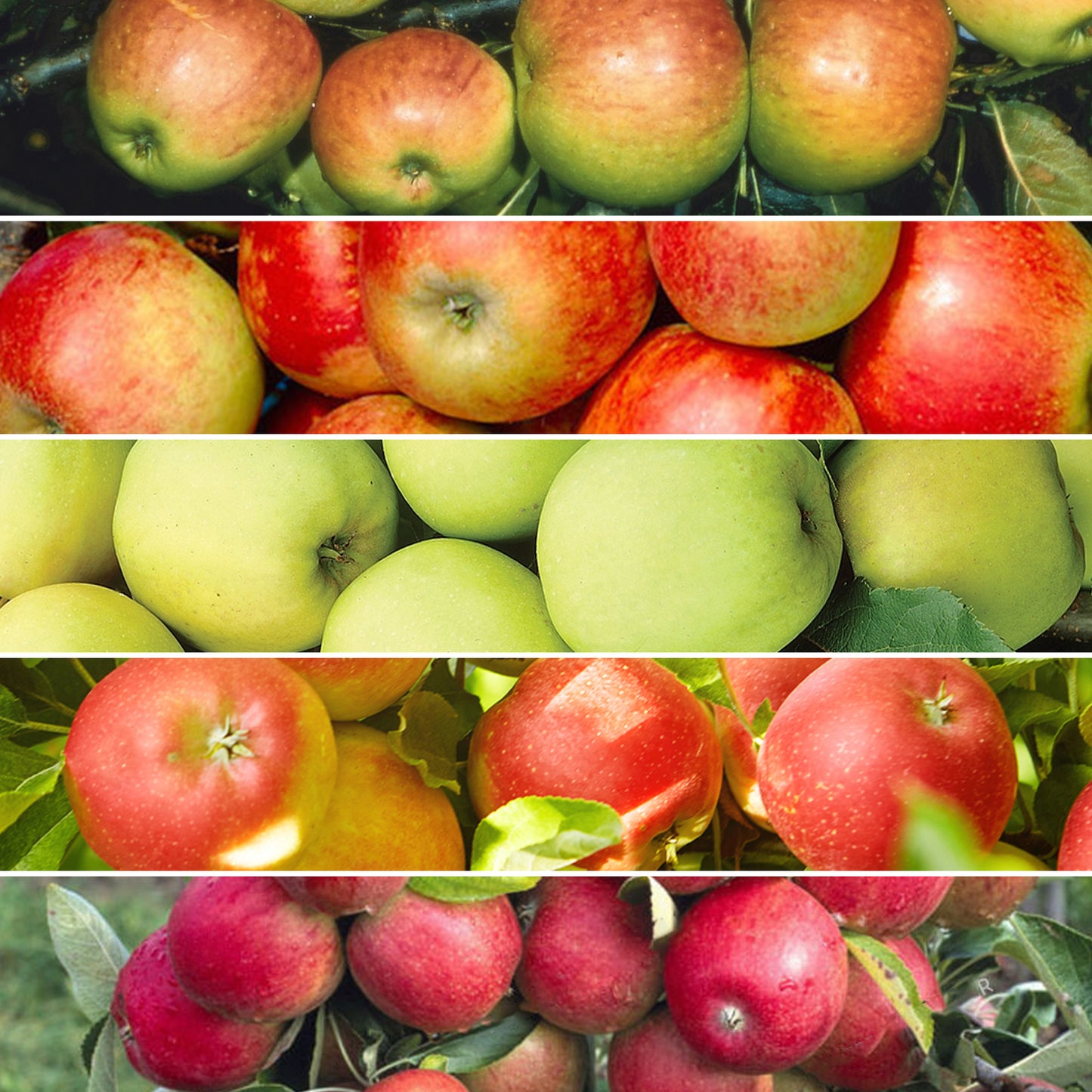 Family Apple Patio Tree (5L, 2-3ft)