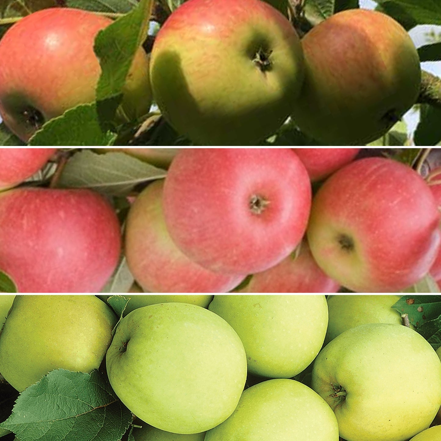 Family Apple Patio Tree (5L, 2-3ft)