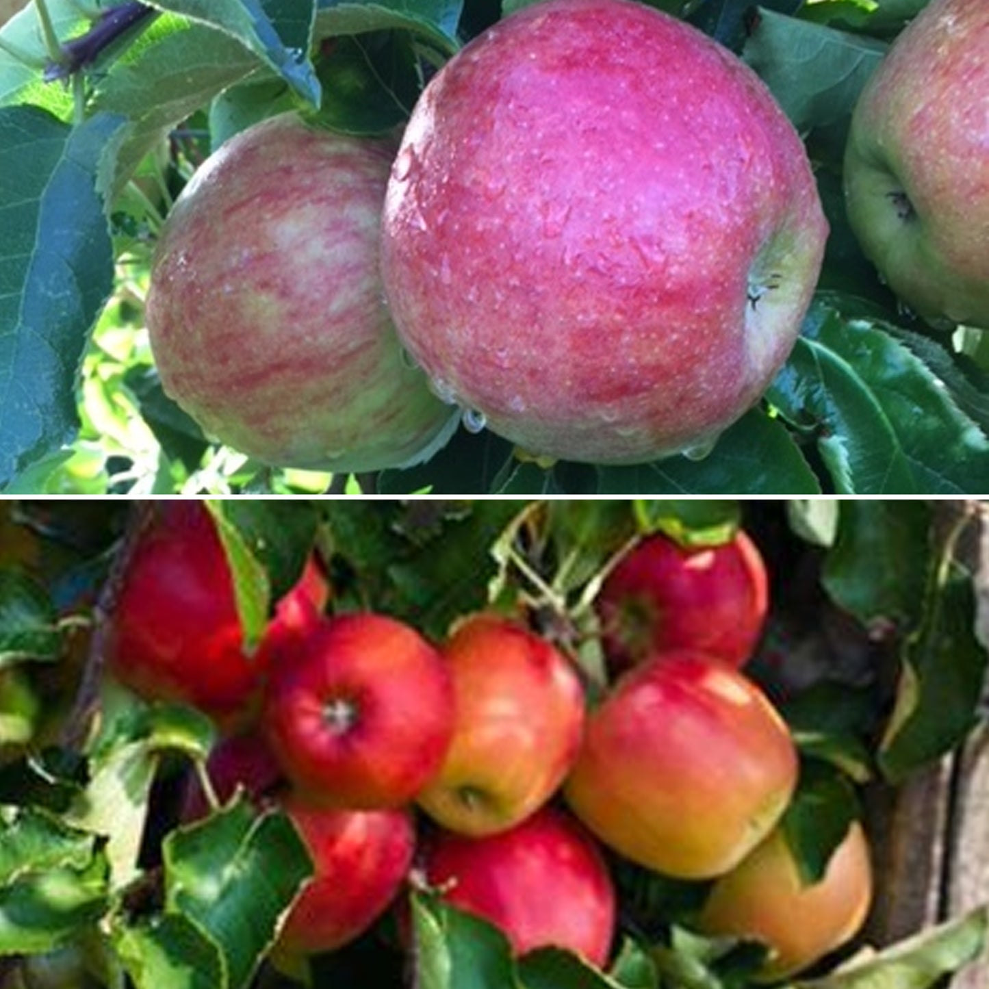 Family Apple Patio Tree (5L, 2-3ft)