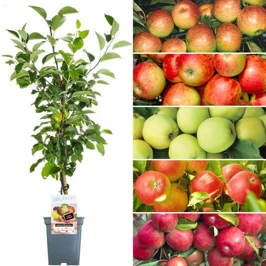 Family Apple Patio Tree (5L, 2-3ft)