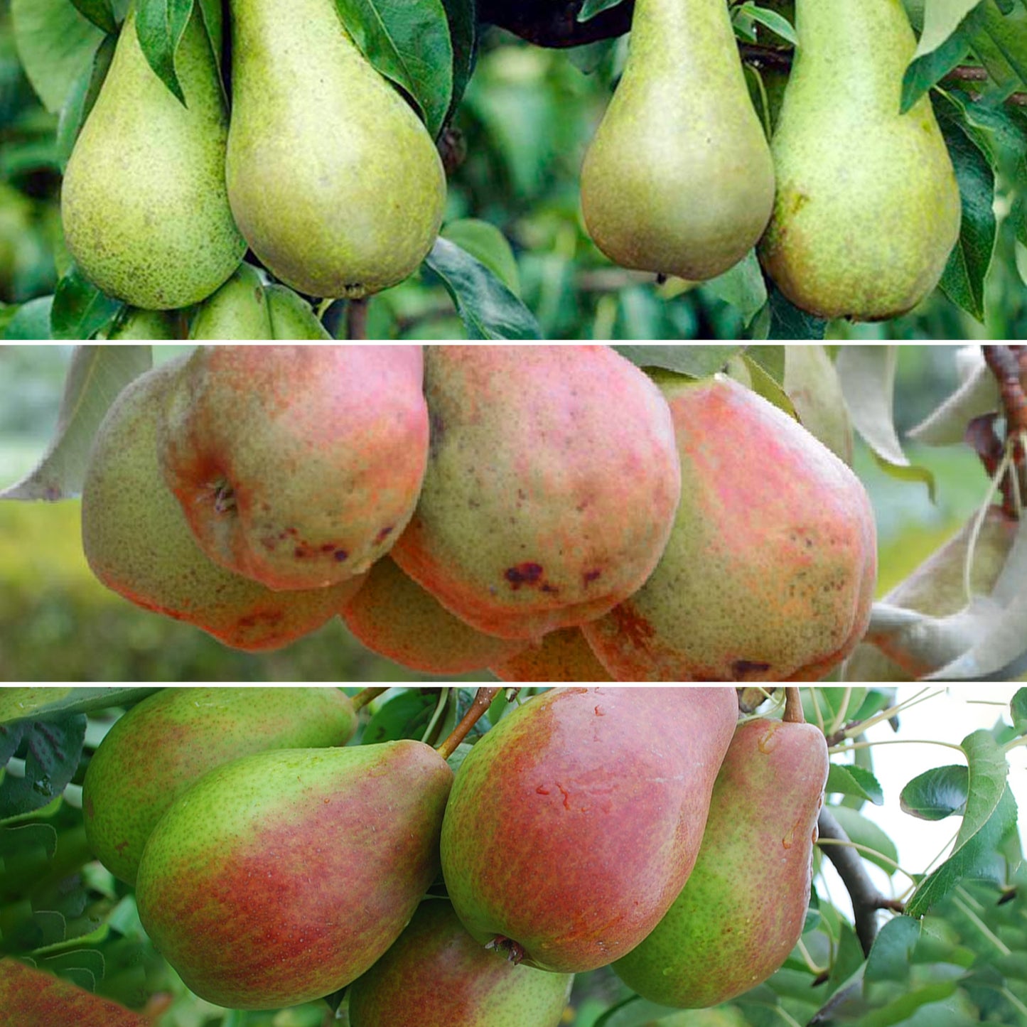 Family Pear Patio Tree (5L, 2-3ft)