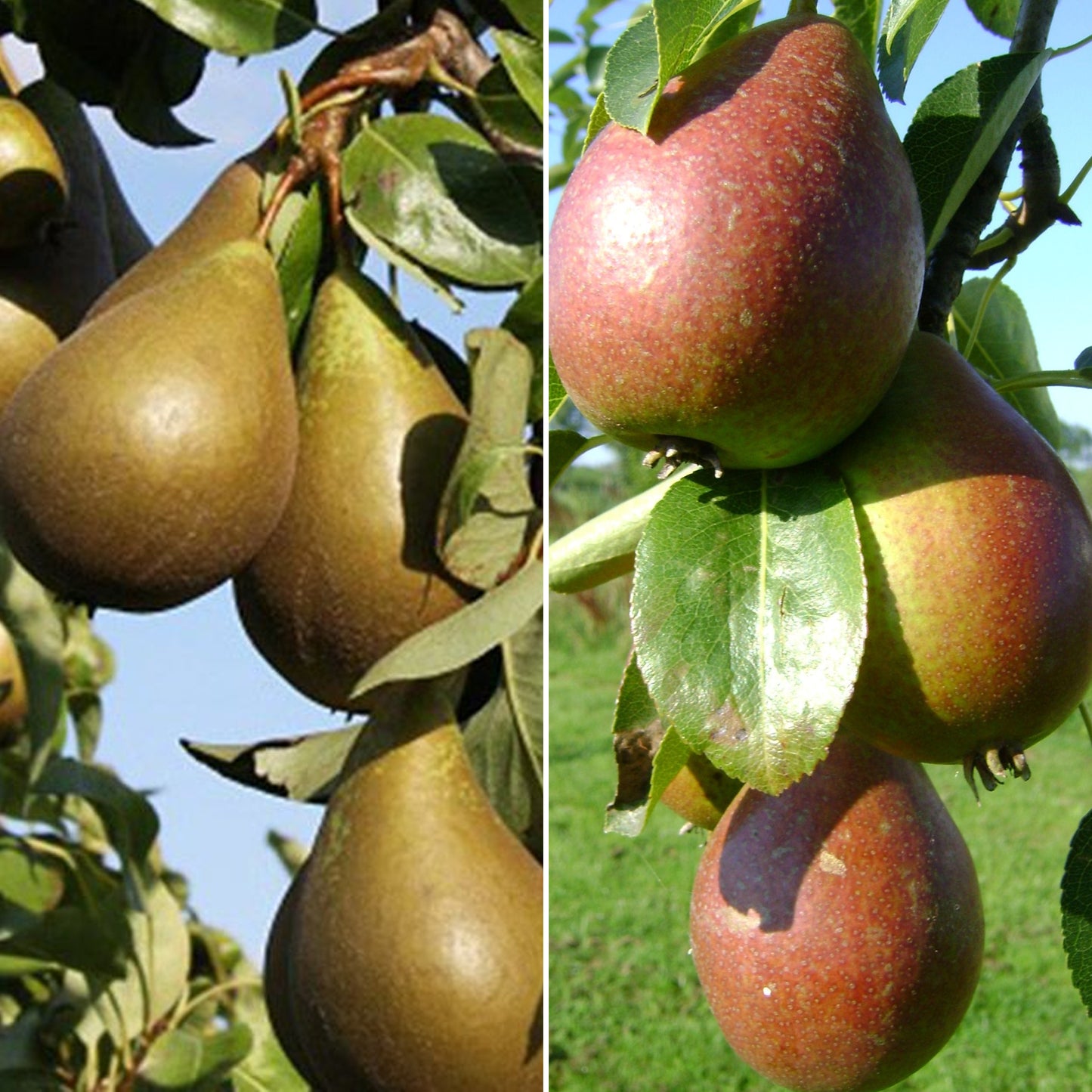 Duo Pear Patio Tree (5L, 2-3ft)