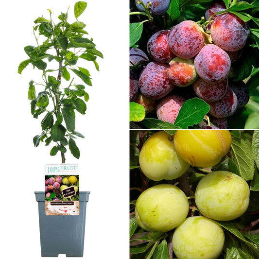 Duo Plum Patio Tree (5L, 2-3ft)