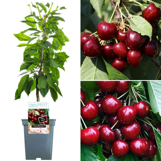 Duo Cherry Patio Tree (5L, 2-3ft)