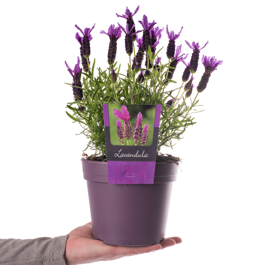 Lavender Stoechas (2L)