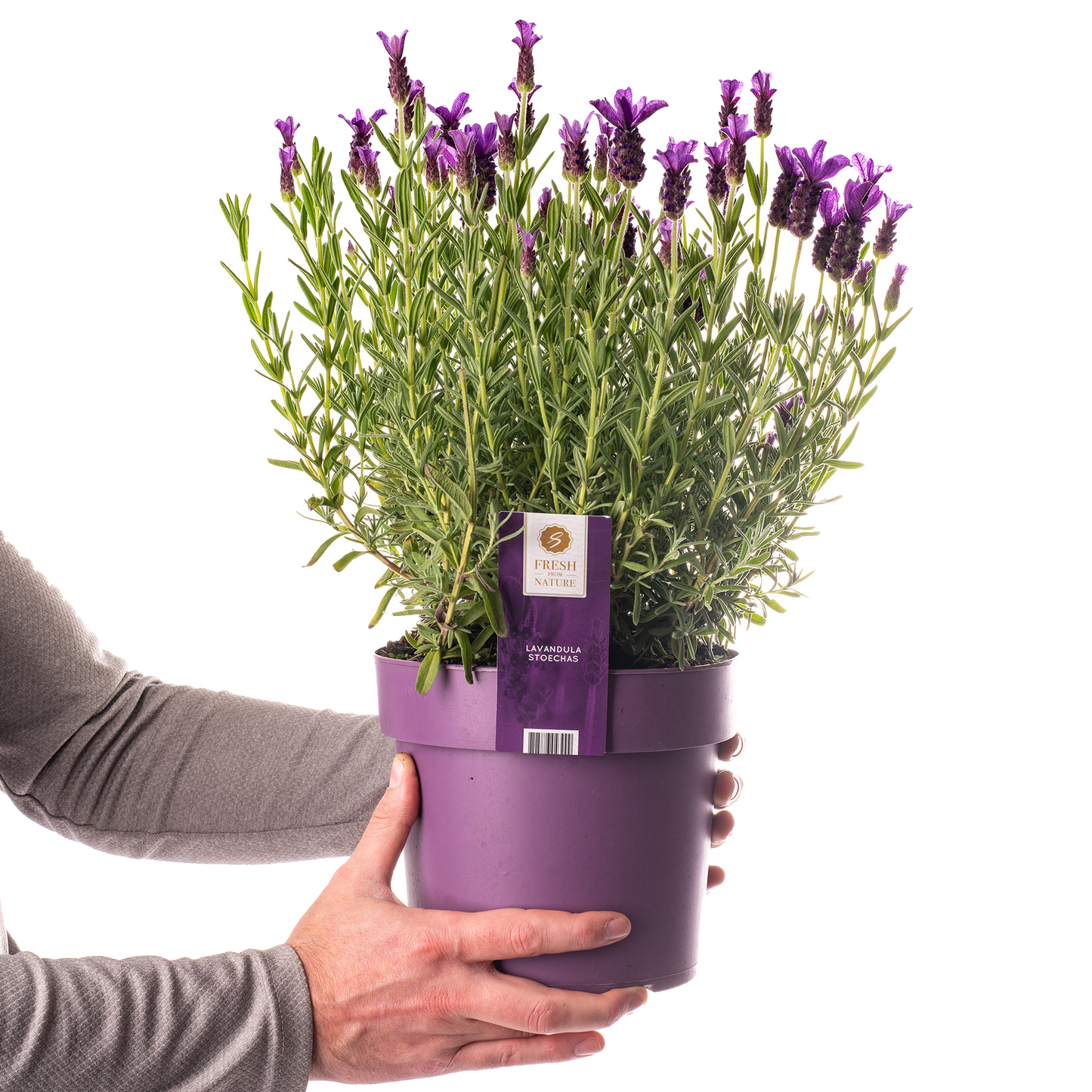 Lavender Stoechas (3L)