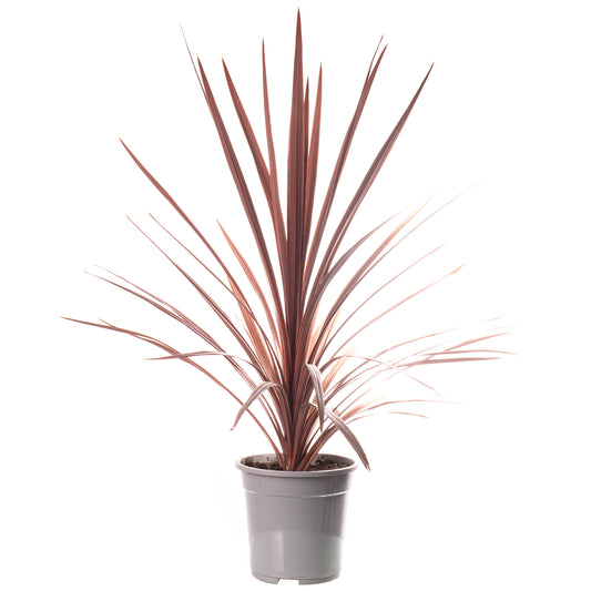 Cordyline Red Star (5L)
