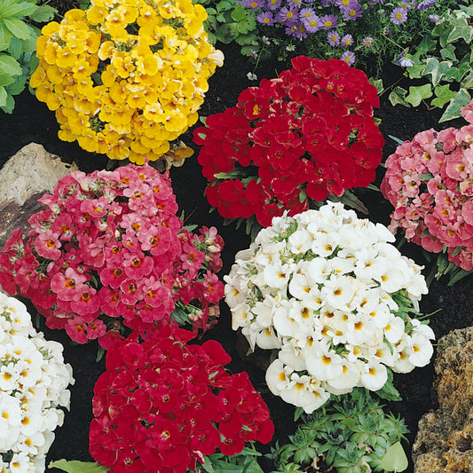 Bedding Plants - Nicotiana F1 Cuba Mixed (6 Pack)