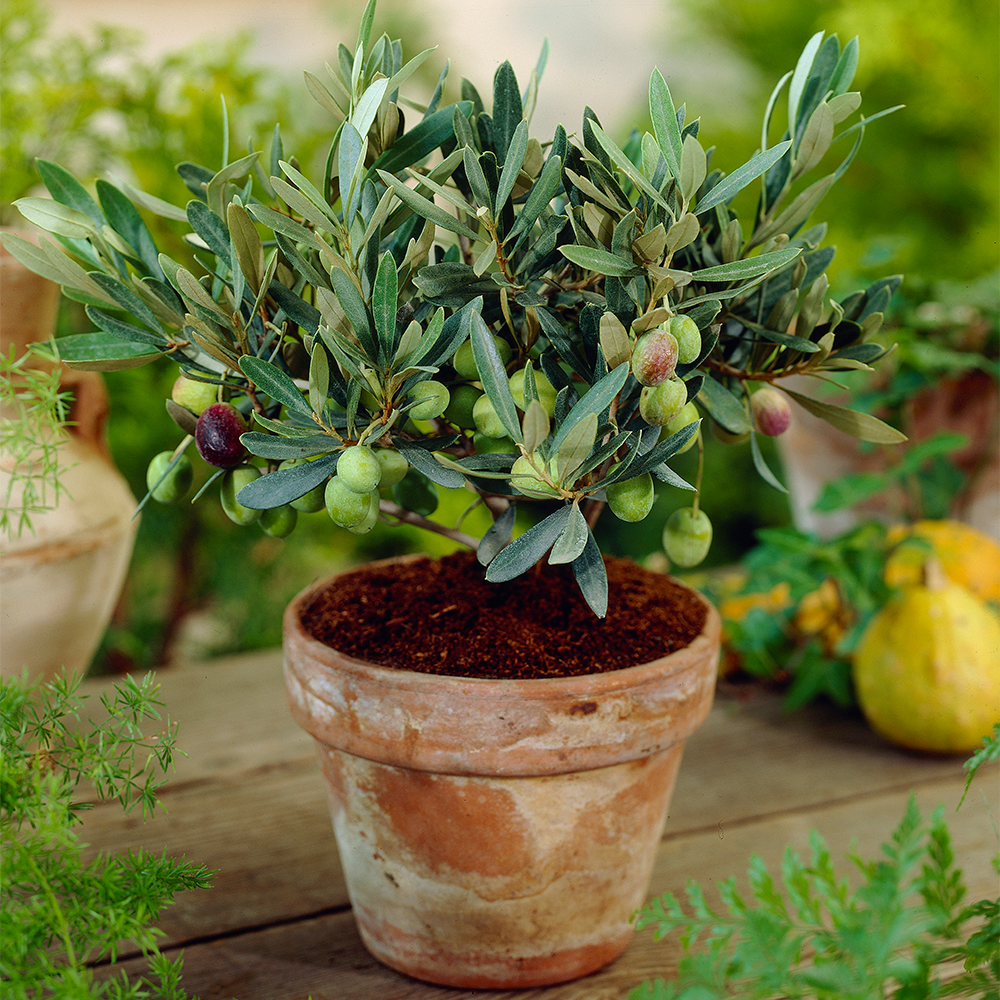 Olea europaea Olive Tree (14cm, V2)