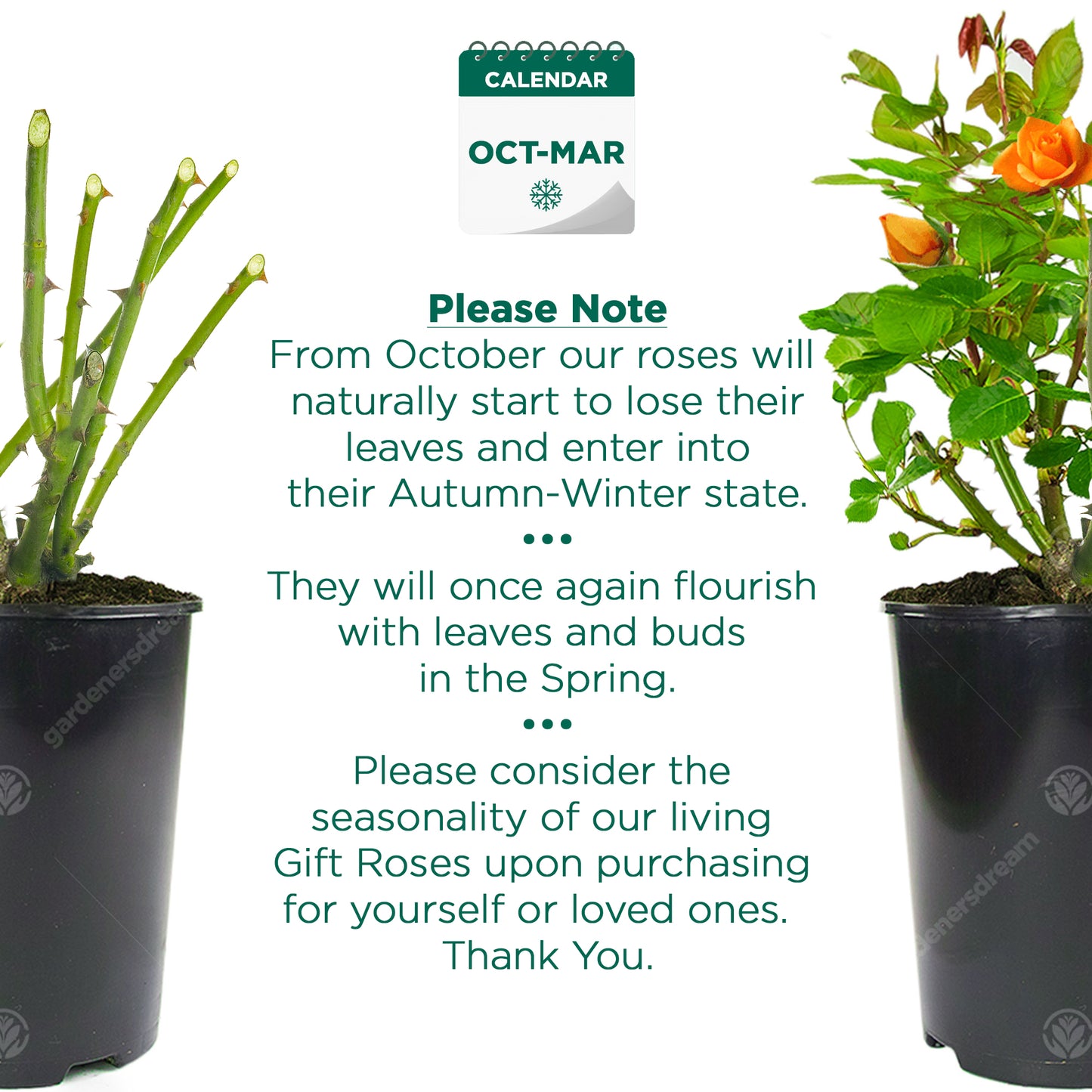 Potted Rose - Orange