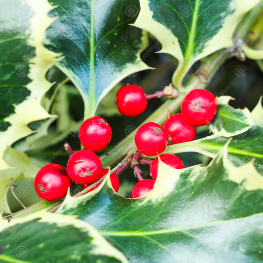 Ilex Argentea Marginata Tree (12L, 5-6ft)