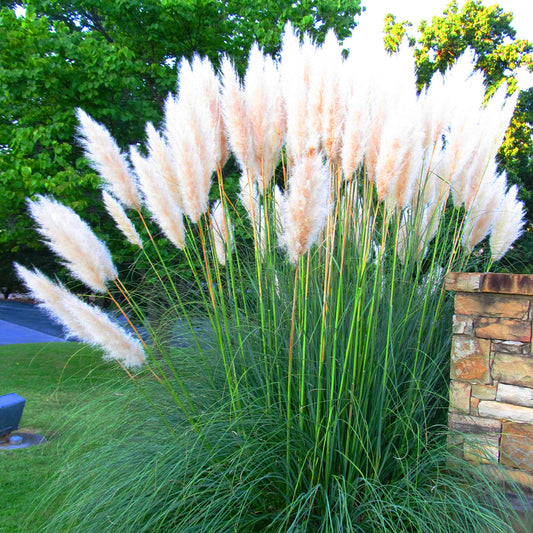 Cortaderia Pumila (9cm)