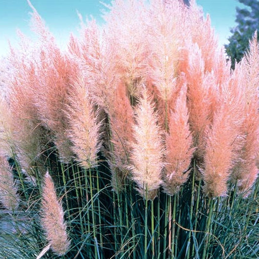 Cortaderia Rosea (9cm)