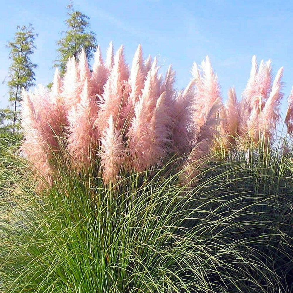 Cortaderia Rosea (9cm)
