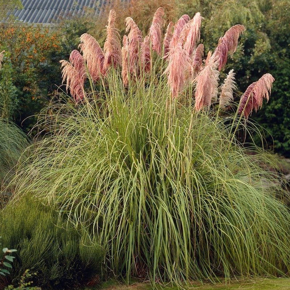 Cortaderia Rosea (9cm)