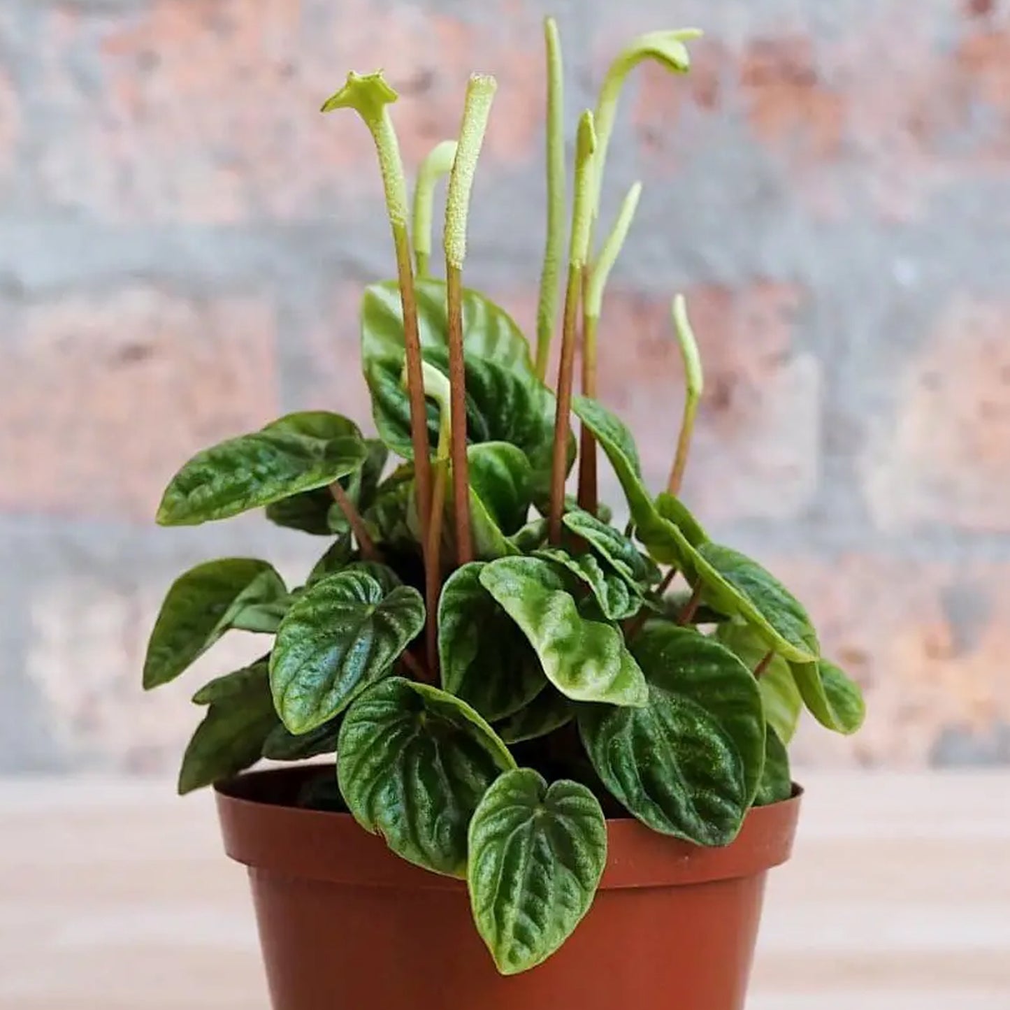 Peperomia caperata Lilian (12cm) V1