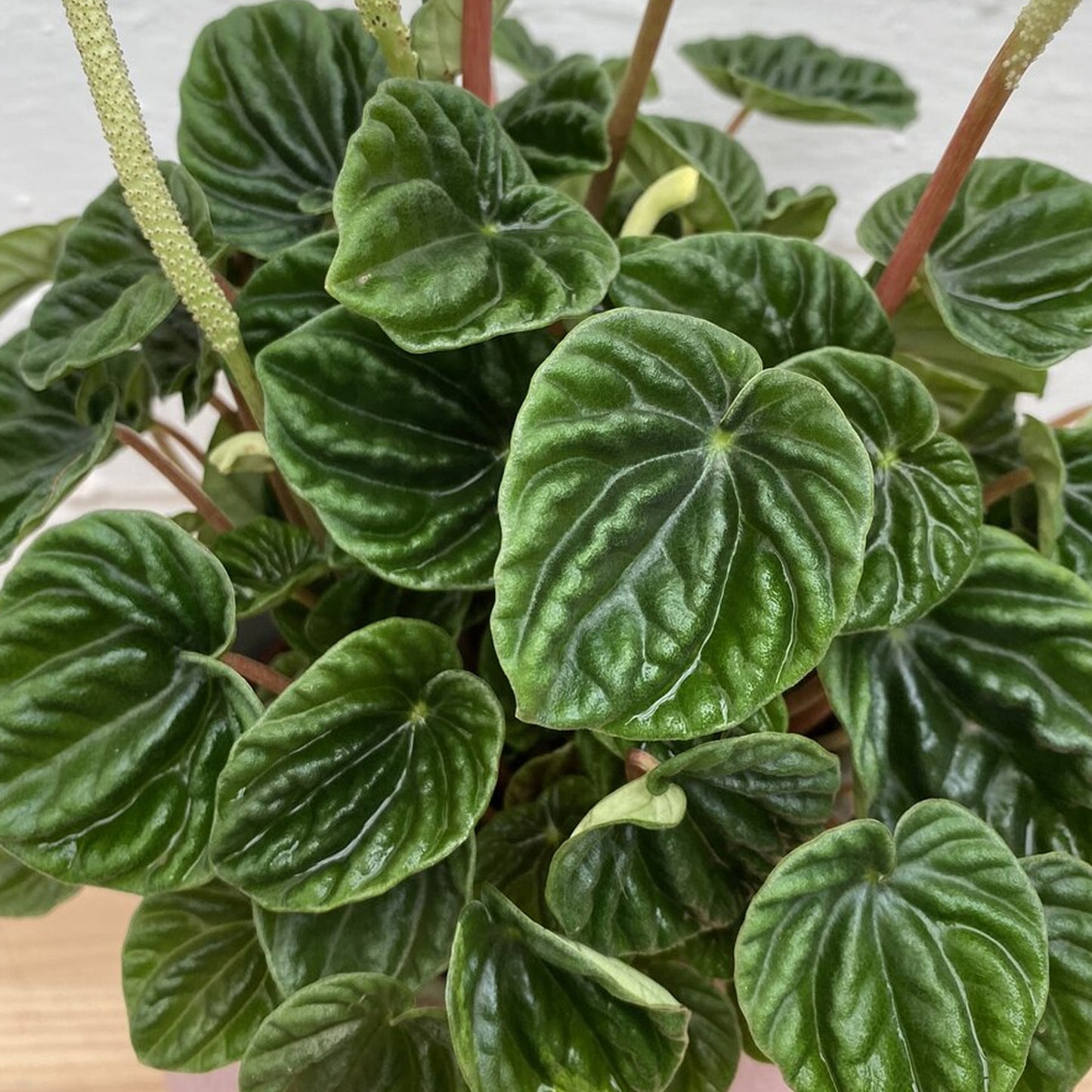 Peperomia caperata Lilian (12cm) V5