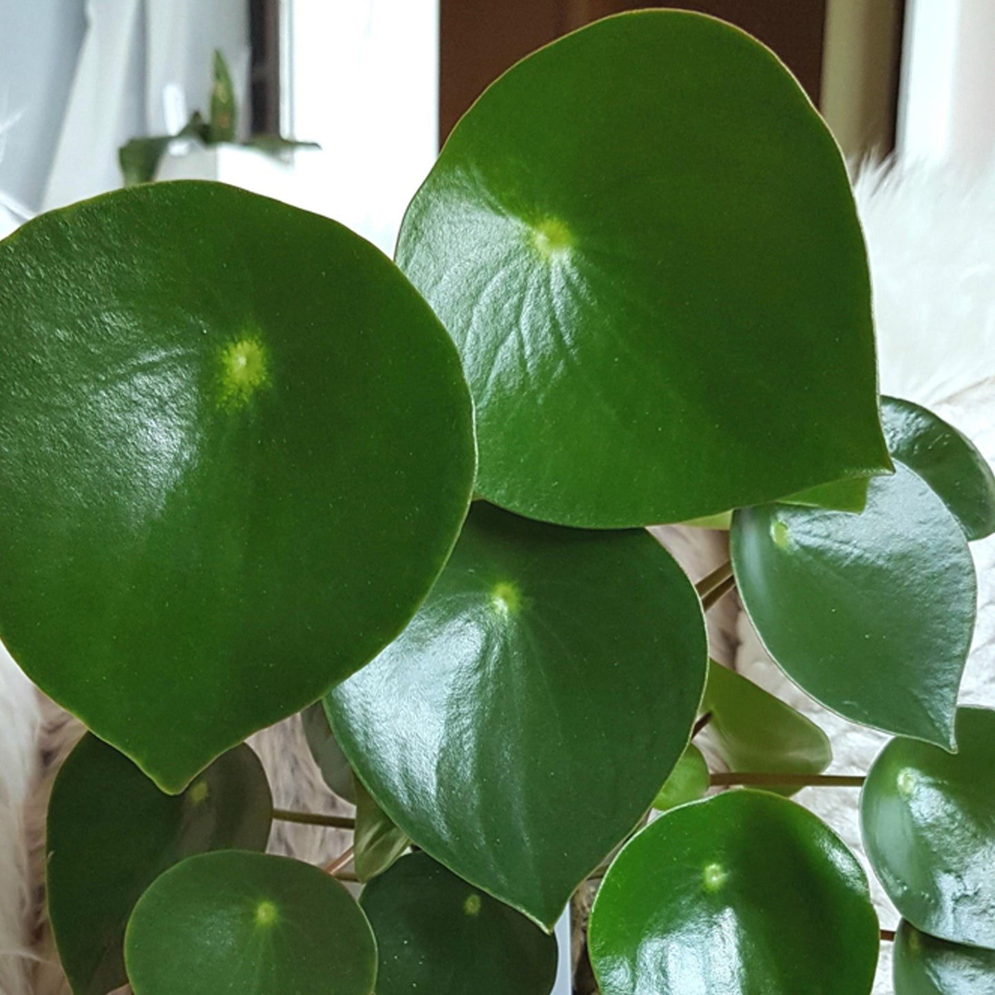 Peperomia polybotrya Raindrop (12cm) V5