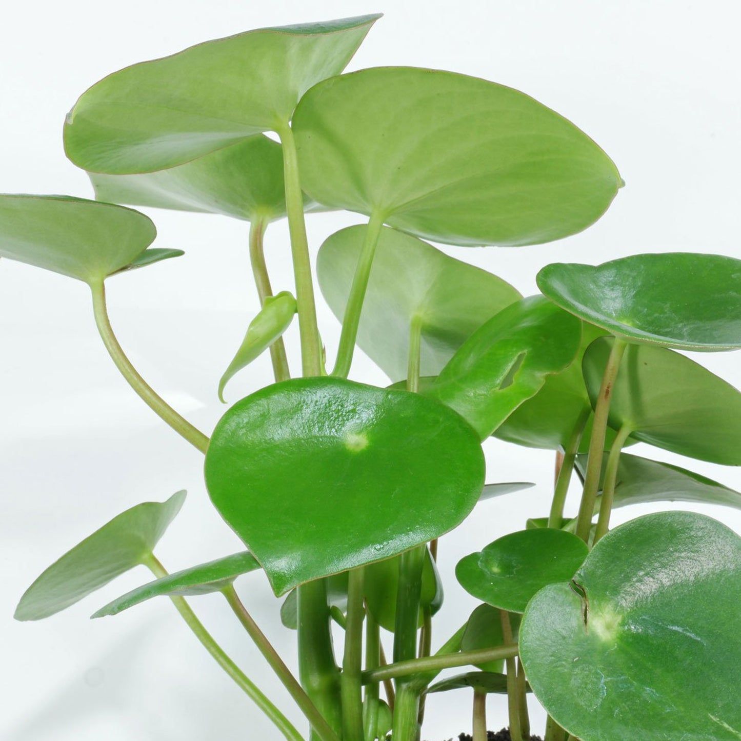 Peperomia polybotrya Raindrop (12cm) V3