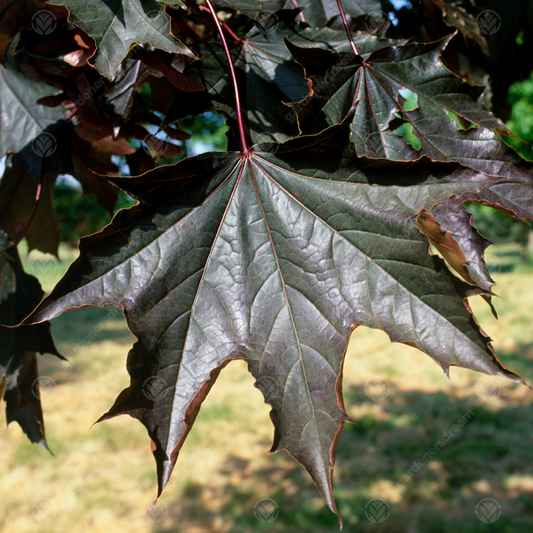 Acer Crimson King Tree (12L, 5-6ft)