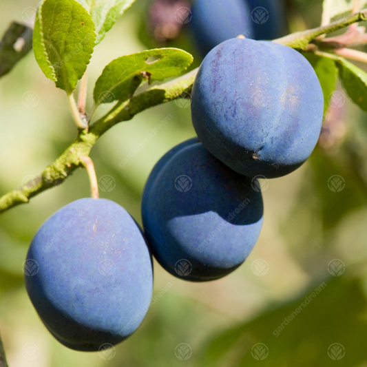 Plum Damson Merryweather Tree (St Julian)