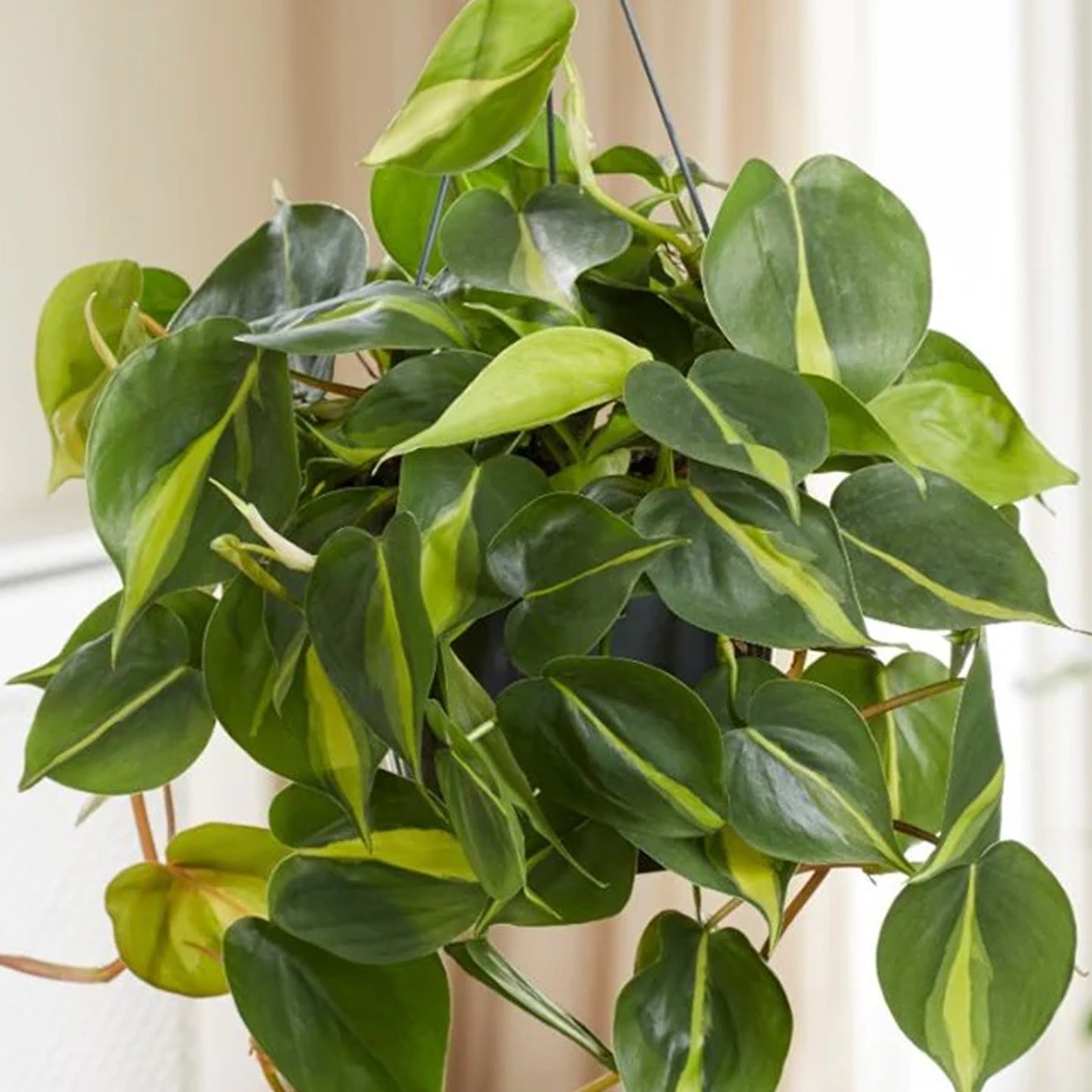 Philodendron scandens (15cm) V2