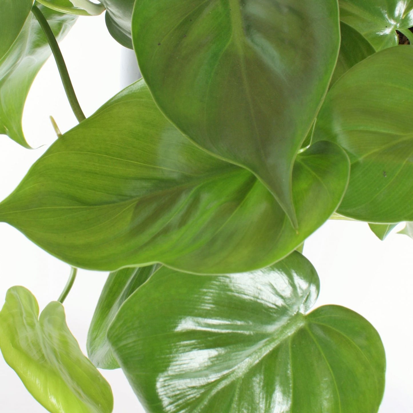Philodendron scandens (15cm) V2